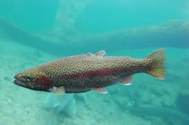 Rainbow trout, specifically.